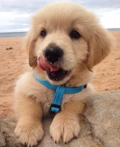 Golden Um doguinho que merece ser visto