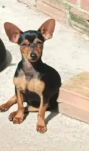 pinscher macho disponível para cruza