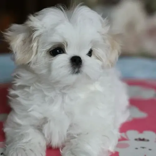 Filhotes de Maltes | Todo dia fica melhor com um cachorro.