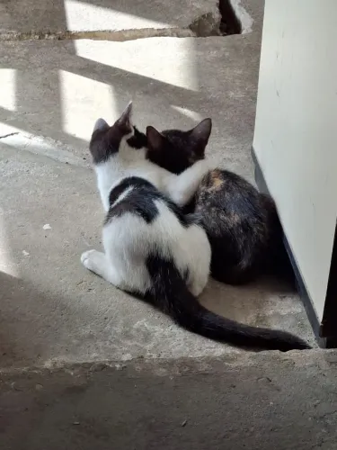 Gatos Pará Adoção