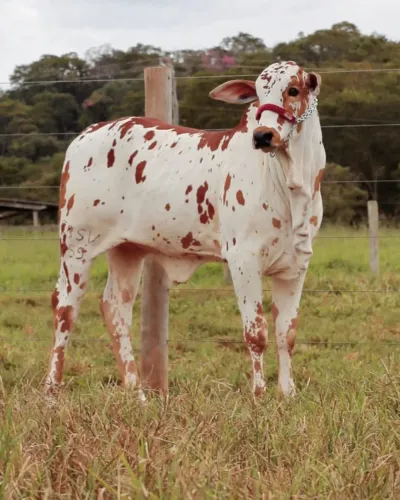 Bezerra Nelore Pintado