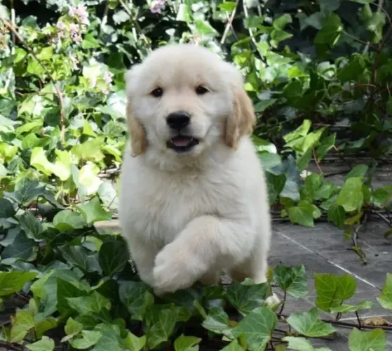 Filhotes de Golden Retriever | Alegria em dobro.