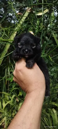 Spitz alemão/lulu da pomerania fêmea preta