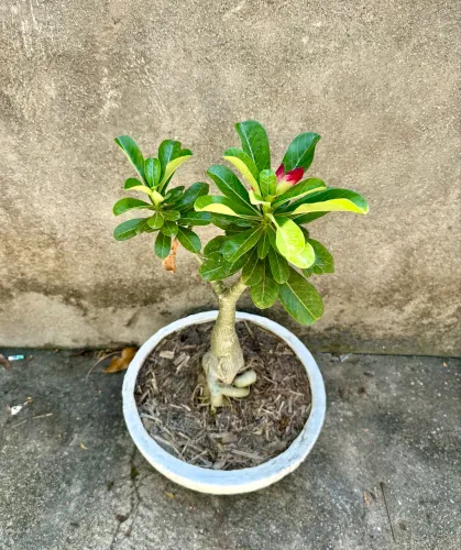 Rosas do deserto em promoção