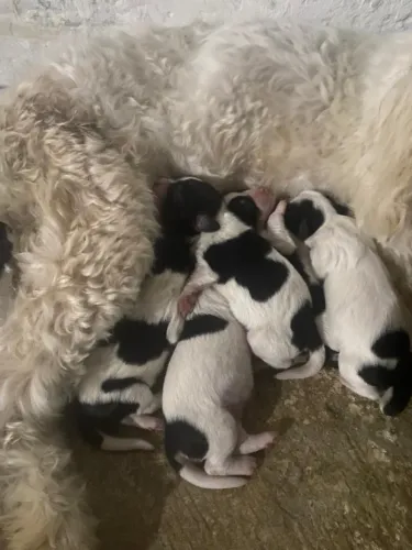 Filhote de shih tzu com poodle