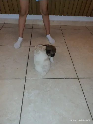 Sptz alemão lulu da pomerana.