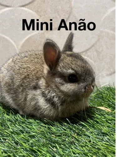 Mini coelhos
