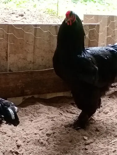 ovos,pintos, frangos e frangas das raças Brahmas.