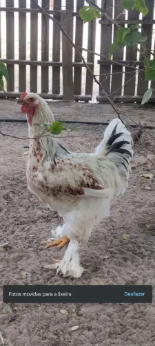 Brahmas
