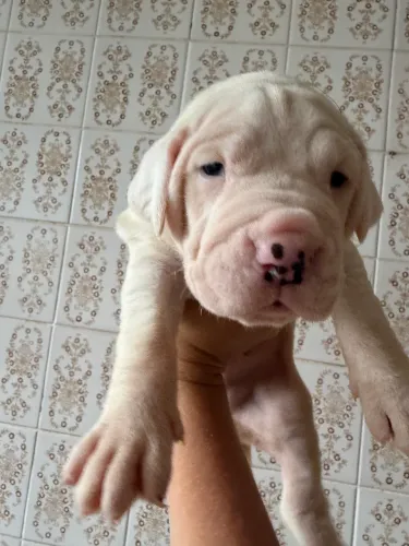 FILHOTES DE DOGO ARGENTINO 