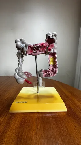 Modelo Anatômico 