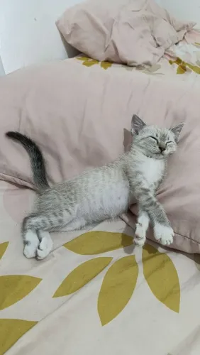 Doa-se gatinha fêmea muito carinhosa