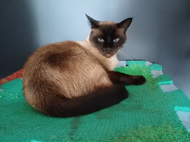 Gato Siamês Macho
