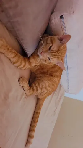 Animais de estimação 