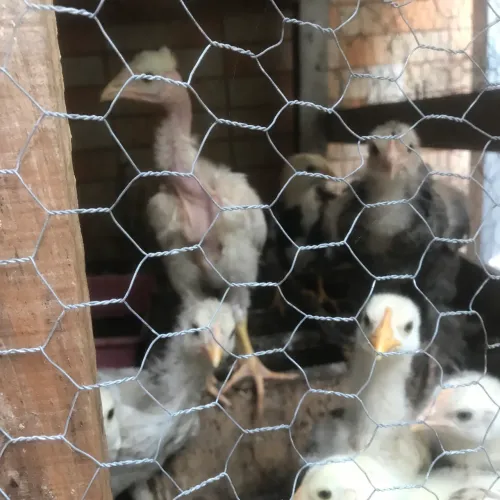 Pintinhos Mestiços Caipira Índios. 