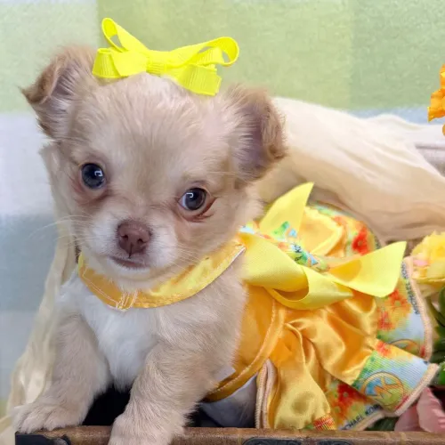 Chihuahua Pelo Longo | Seu filhote pode chegar hoje 