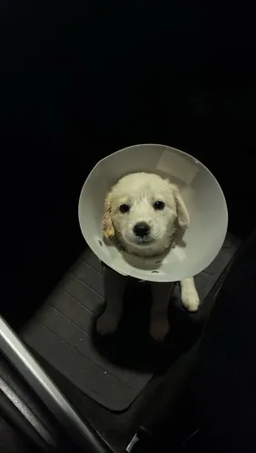 Doação filhote Lua