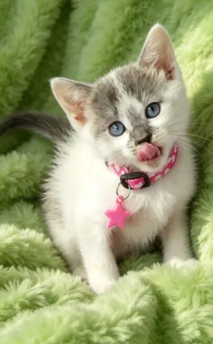 Gato branco e cinza com 50 dias