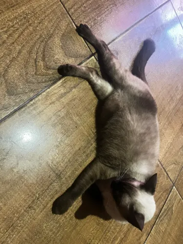 Doação de gato macho castrado