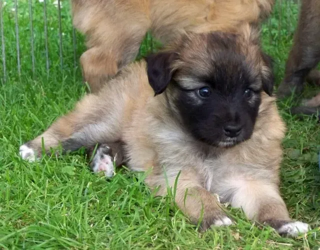 poodle x york so 350 pequenos e peludos