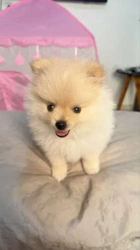 Spitz alemão anão filhote macho ( Lulu da pomeria ) 