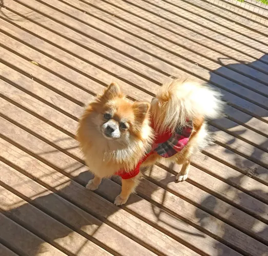 Lulu no cio