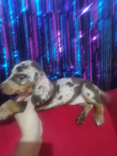 Dachshund macho
