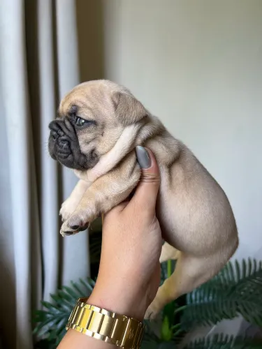 Bulldog Francês