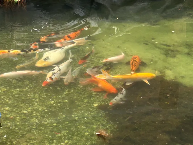 carpas no lago lote todo ou unitário