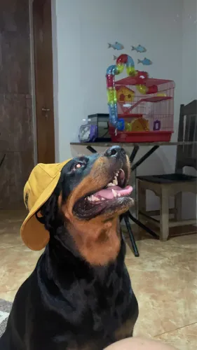 PROCURO CACHORRO MACHO/P cruzar