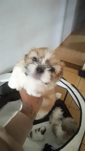 Vende se filhote de Shitzu 