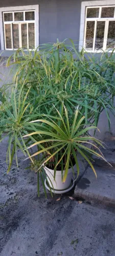Planta Natural Sombrinha Chinesa