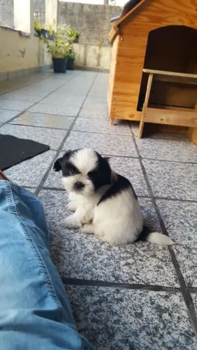 Shih Tzu Vale a pena conhecer essa fofura