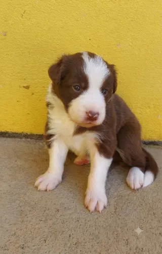 Filhotes Border Collie