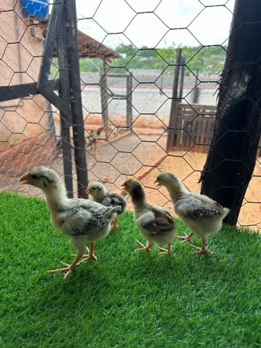 Vende-se pintinhos índio Gigante