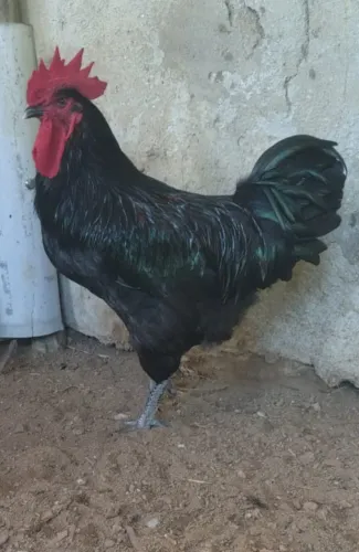 Galo