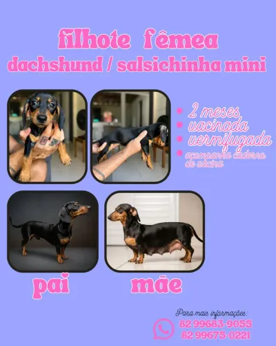 Filhote fêmea de dachshund/ salsichinha mini
