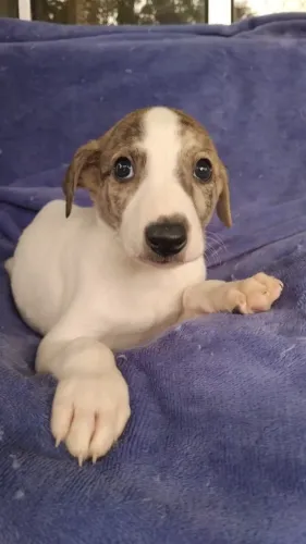 Filhotes de whippet(galgo)