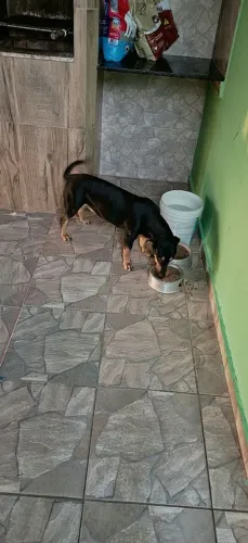 Doa se cadela ou cachorro macho