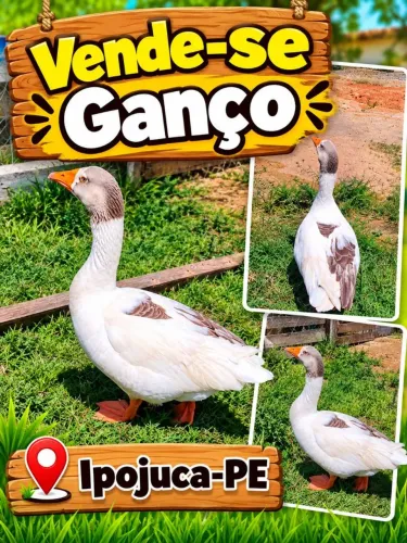 Vende - se Ganso 