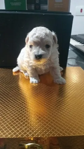 Poodle macho 