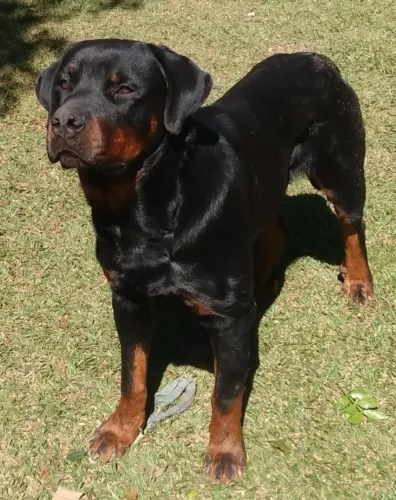 Rottweiler