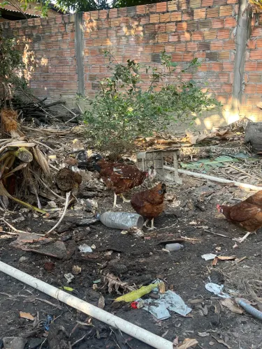 Galinhas caipira