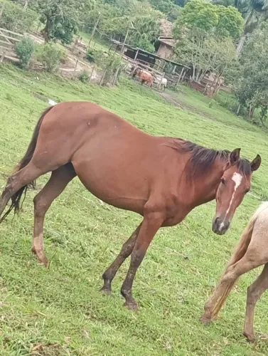 Cavalo/Potro e Égua