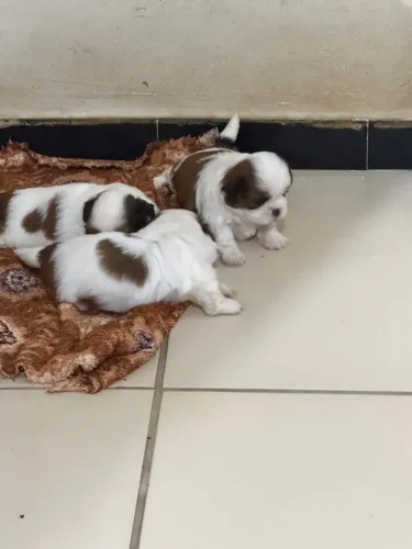 Cachorro