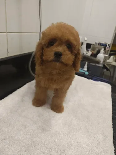 Belíssima filhote de Cavapoo Fêmea cor Red