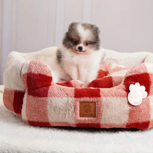 Filhotes de Spitz Alemão Anão com Pedigree CBKC e Vacinas V10