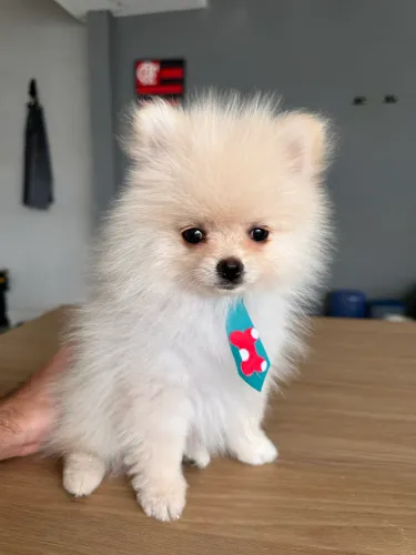 Spitz alemão 