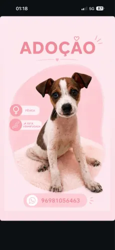 Cachorrinha para doação