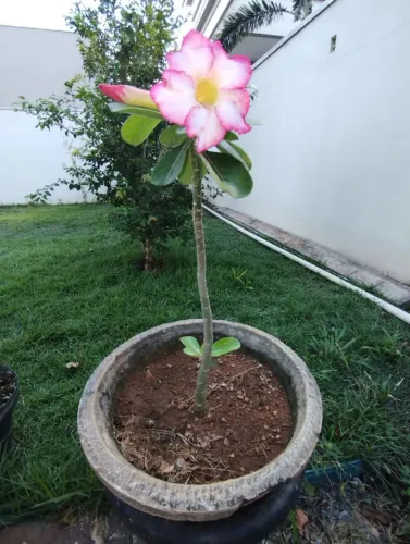 Rosa do deserto